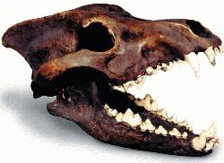Absolutely Prehistoric Fossil Replica: Skullduggery 0213 Antique Finish Dire Wolf Skull
