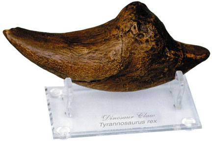 Absolutely Prehistoric Fossil Replica: Skullduggery 0224 Tyrannosaurus Claw