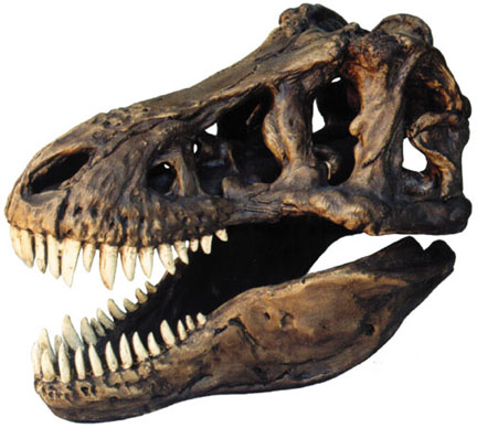 Absolutely Prehistoric Fossil Replica: Skullduggery 0239 Tyrannosaurus Rex Skull Replica