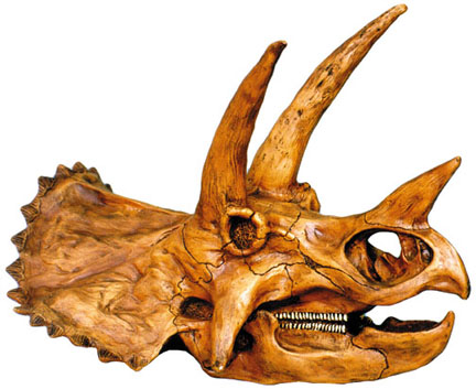 Absolutely Prehistoric Fossil Replica: Skullduggery 0242 Triceratops Skull