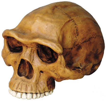 Absolutely Prehistoric Fossil Replica: Skullduggery 0248 Homo Erectus Cranium