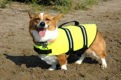 Paws Aboard PA1600 XL Yellow Dog Life Jackets Over 90 Lb