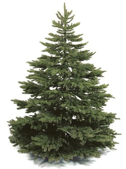 C-8760 - 7.5 Foot Windswept Pine Tree - Without Lights