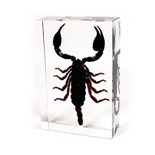 Dd24 Real Bug Desk Decoration-black Scorpion