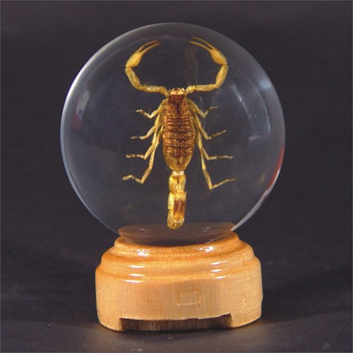 Gl02 Real Bug Insect Globes-small-scorpion