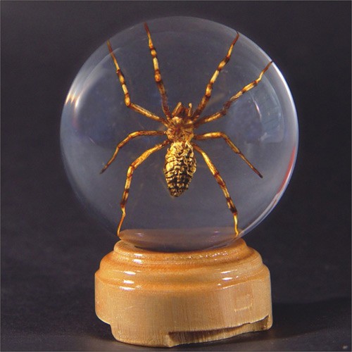 Gl07 Real Bug Insect Globes-small-spider