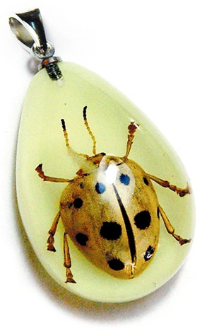Yd1101 Real Bug Necklace-black & White Leaf Beetle