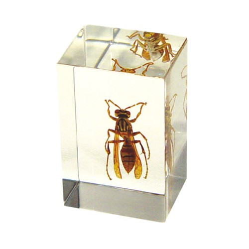 Pw102 Real Bug Paperweight Regular-small-polistes Wasp