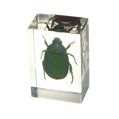 Pw104 Real Bug Paperweight Regular-small-chafer Beetle