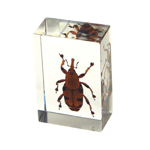 Pw105 Real Bug Paperweight Regular-small-bamboo Weevil