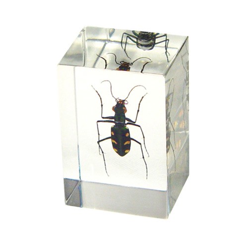 Pw106 Real Bug Paperweight Regular-small-green Tiger Beetle