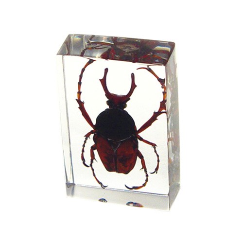 Pw107 Real Bug Paperweight Regular-small-antler Horned Beetle