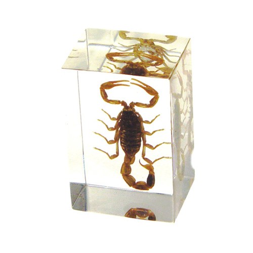 Pw108 Real Bug Paperweight Regular-small-scorpion