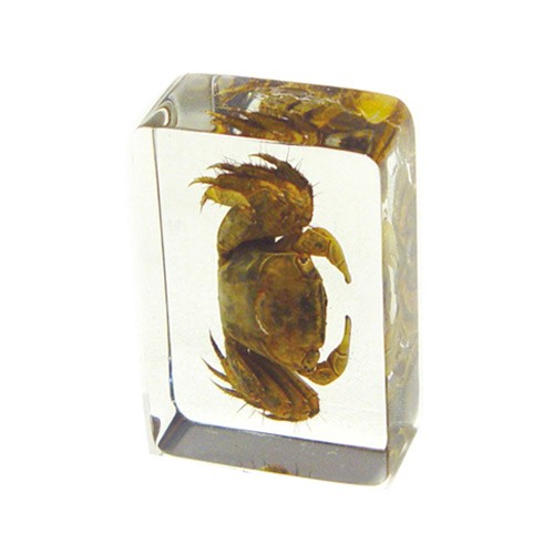 Pw109 Real Bug Paperweight Regular-small-crab