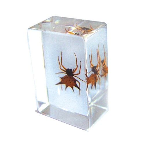 Pw110 Real Bug Paperweight Regular-small-spiny Spider