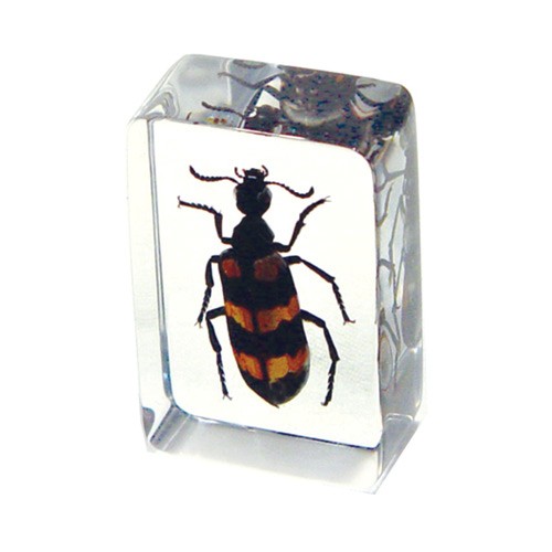 Pw111 Real Bug Paperweight Regular-small-strip Bug