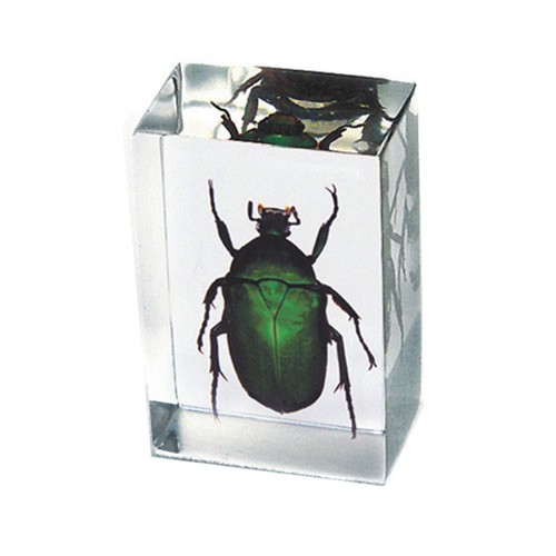 Pw112 Real Bug Paperweight Regular-small-green Chafer Beetle