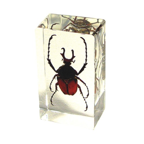 Pw202 Real Bug Paperweight Regular-medium-antler Horned Beetle