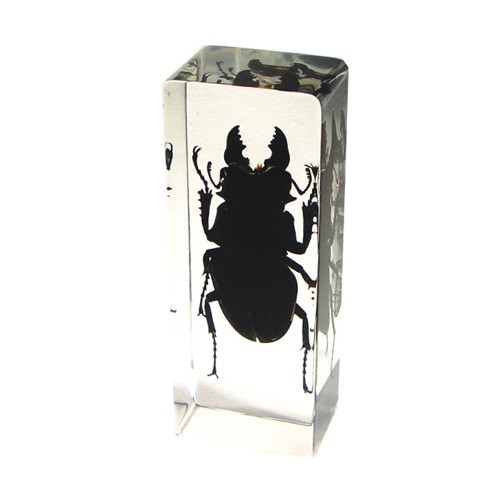 Pw301 Real Bug Paperweight Regular-large-black Stag Beetle