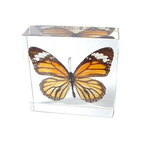 Te28 Real Bug Paperweights-round-butterfly-danaus Genutia-cramer