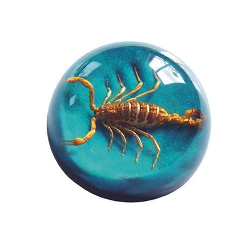 Tc104 Real Bug Terrain-small-scorpion-blue Background