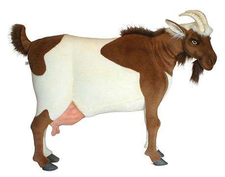 4684 Life Size Male Goat - Brown and White