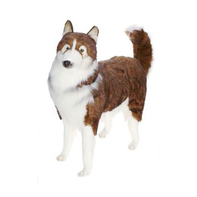 5046 Life Size Husky Dog - Brown and White