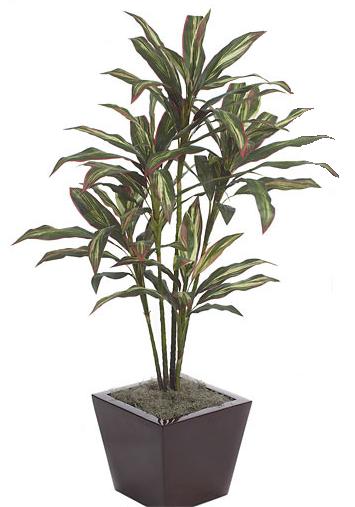 Autograph Foliages P61030  5 Foot Cordyline Plant  FucshiaGreen