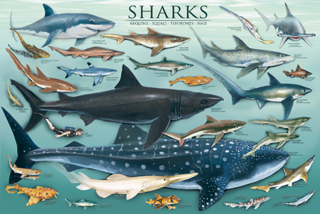 Safari 293021 Sharks Poster - Pack Of 3