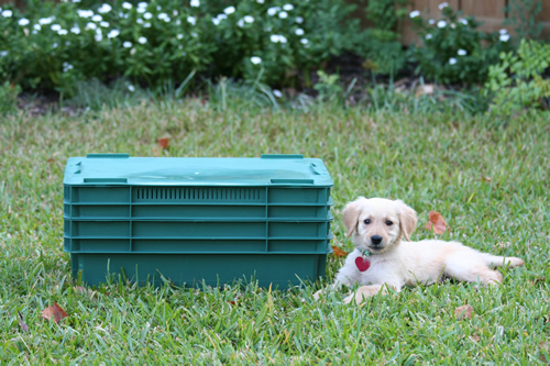Clean Air Gardening 000020 Pet Poop Converter