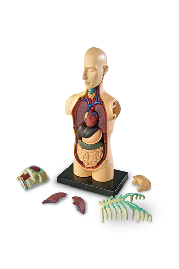 Ler3336 Model Human Body Anatomy