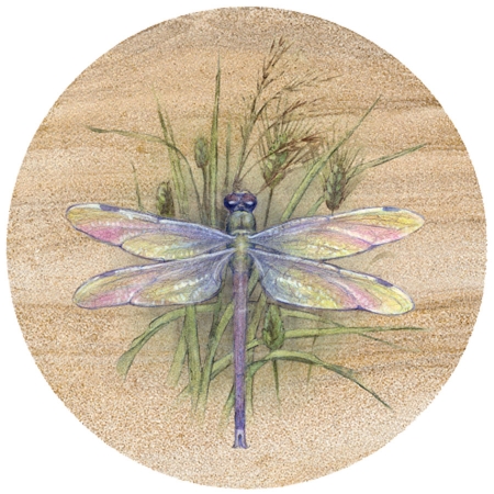 Thirstystone TS905 Natural Sandstone Coaster Set Dragonfly