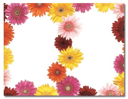 Masterpiece Studios 918583 Gerbera Daisies 2 Up Invitation 16 Invitations