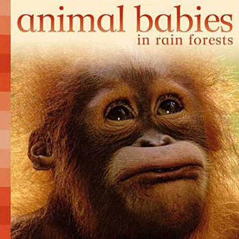 MACMILLANMPS ISBN9780753460603 ANIMAL BABIES IN RAIN FORESTS