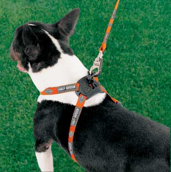 Coastal Pet Products CCPH6348COB Cat Adjustable Harness - Harley Davidson