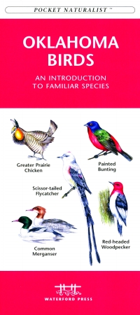 Wfp1583550083 Oklahoma Birds Book: An Introduction To Familiar Species (state Nature Guides)