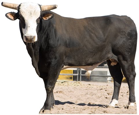 Advanced Graphics 164 Bones- PBR Bull