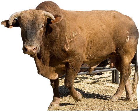 Advanced Graphics 165 Troubadour - PBR Bull