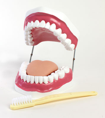 American Educational 71420 Oral Hygiene Model  with Key