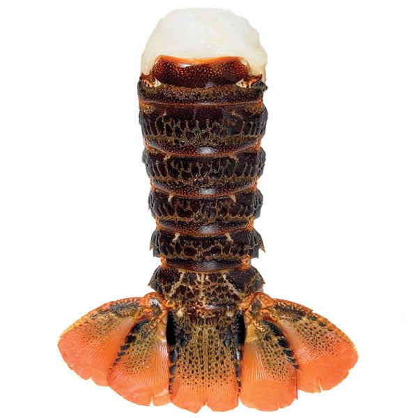 Lobster Gram TR5T4 FOUR 56 OZ