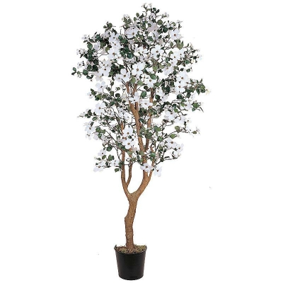 5019 5 ft. Dogwood Silk Tree
