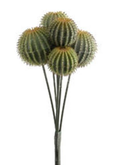 Picture for category Cactus Plants