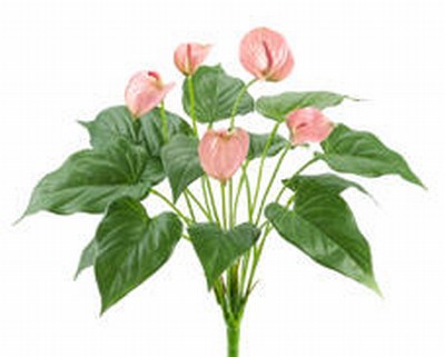 Allstate FBA517PK 17 in. Pink Anthurium Bushes x17 with 5 Flowers and 12 Leaves