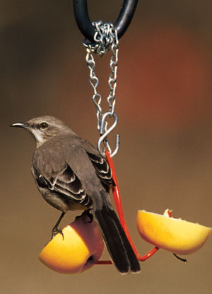 4" Diameter Fruit Feeder