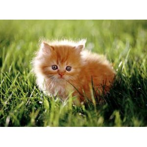 Mellisa n Doug 1350 0030 pc Orange Kitten Cardboard Jigsaw Puzzle