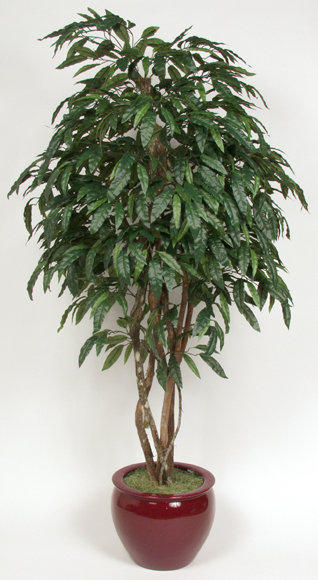 Labs 19263 7apos; Mango Tree in 18