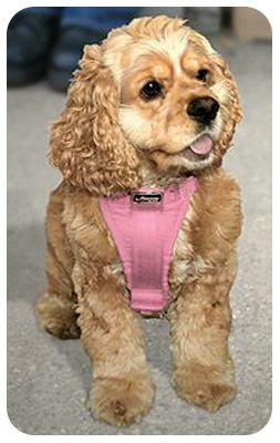 Kurgo KUR0058 TruFit Smart Harness Pink  X Large