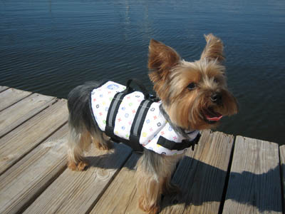 Paws Aboard L1500 Large The Louie