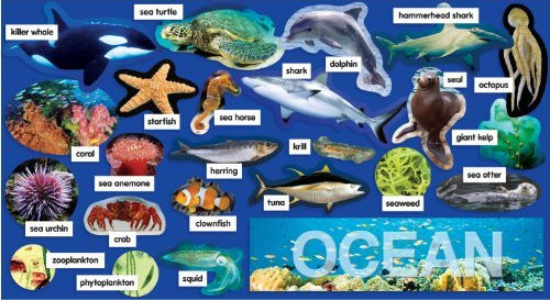 pics of ocean plants. Ocean Plants Animals Mini