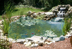 Pond Kits wing064 Pond Kits